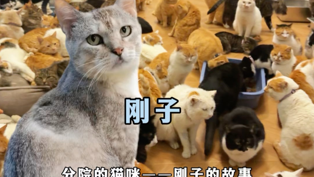 今天和大家分享刚子的故事…