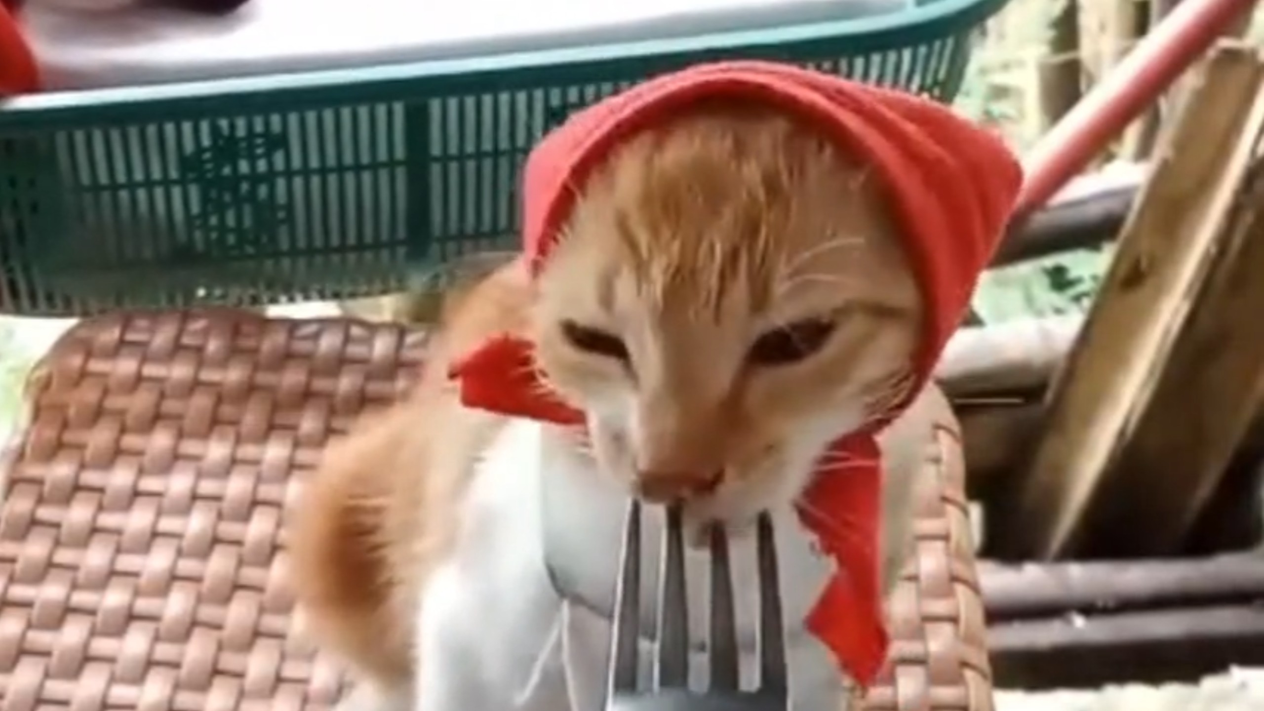 小红耄