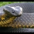 虎蛇--惊艳的--坦桑尼亚虎蛇