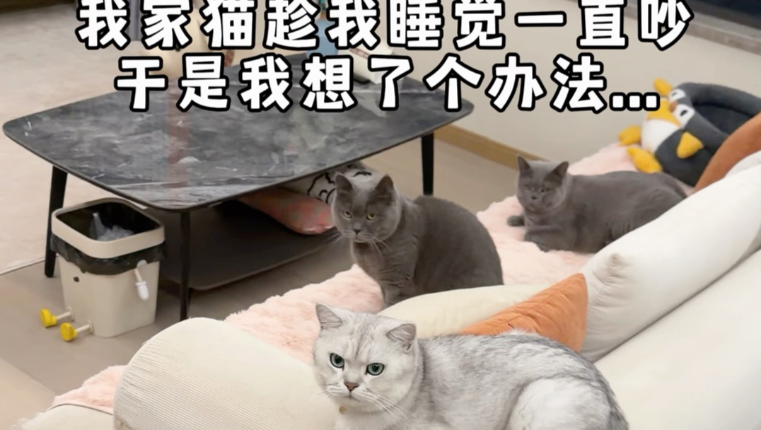让你们吵我睡觉！！！