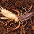 【蝎子】格氏特氏蝎（Teruelius grandidieri）幼体捕食