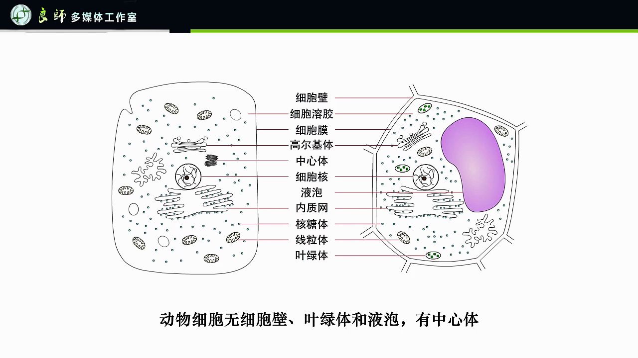 动物细胞与植物细胞有丝分裂的区别 哔哩哔哩 つロ干杯 Bilibili