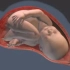 【3D动画演示—剖宫产】看了这个以后对你老婆好点！