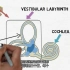 2-Minute Neuroscience Vestibular System