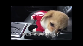 8a003a96e1173f99ad641fc9af2fdb9aae7fc39c.jpg@280w_158h_1c_100q.jpg