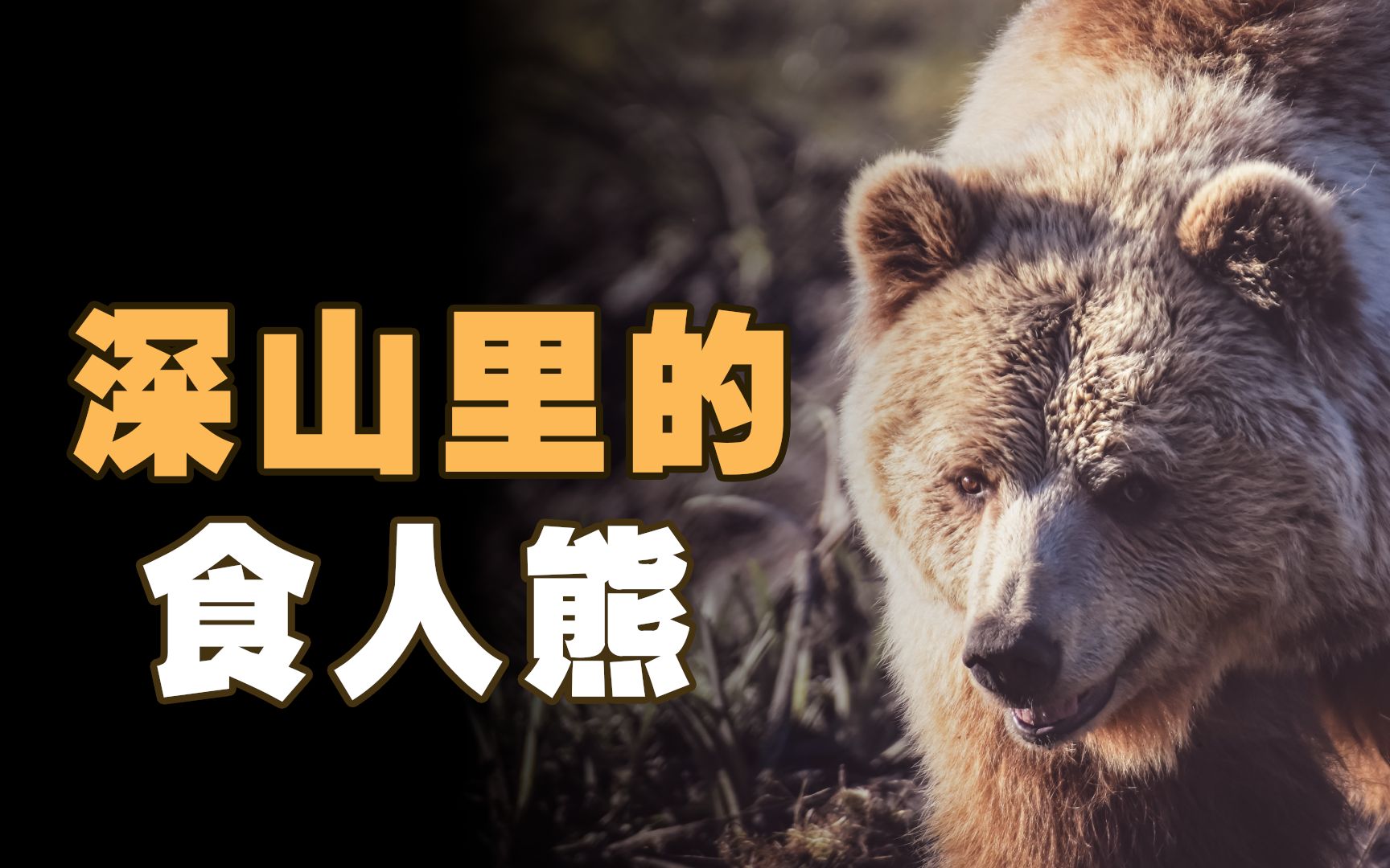 大山深处的食人熊，活吃5人，重伤3人， 沼田町熊害事件