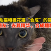 无毛猫和狸花猫“合成”的猫咪，猫毛分布不均，网友：去其精华，合成糟粕