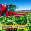 现代农业之——菠菜的种植、采收与加工过程（老王讲糖系列视频