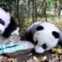 《大话熊猫》第1季 第4话 熊猫奥运会！睡个蛋！起来嗨！