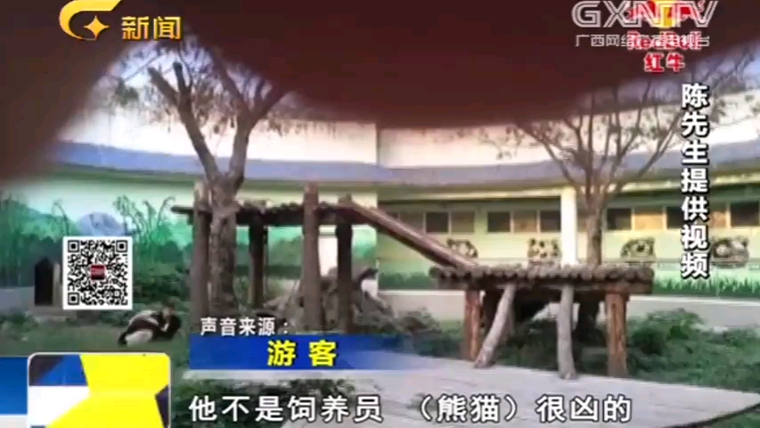 怎么办？看看大家的看法：南昌动物园游客摸熊猫上演人熊大战[1次更新]的第1张示图
