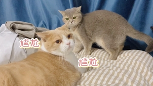 8a39fc43a5bb9042923bb899c6f1d9145b0535a7.jpg@310w_174h_1c_100q.jpg