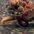 章鱼在海底漫步是什么样子