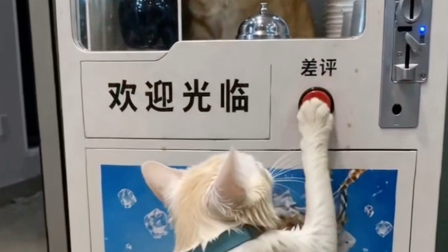 猫儿这个差评