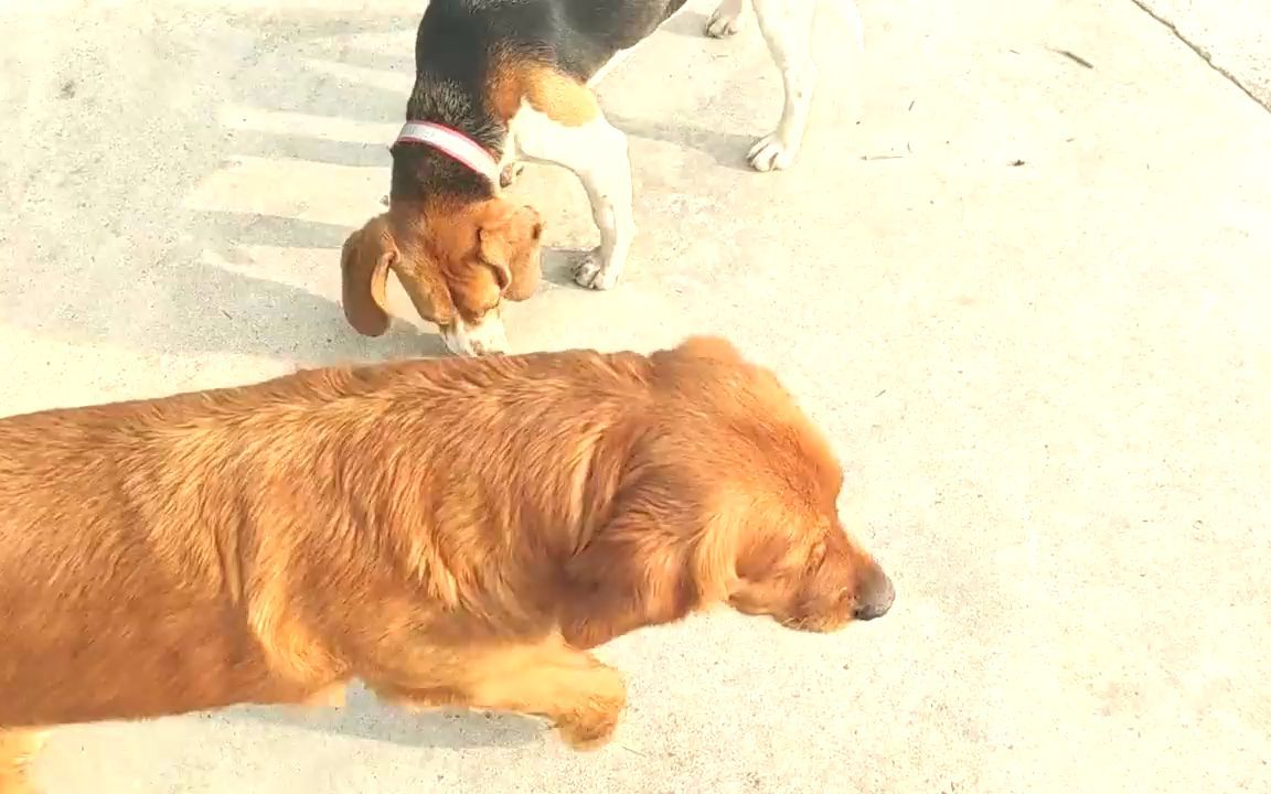 金毛和比格犬,沉浸式吃播,太治愈啦