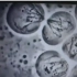 【生物学】显微镜下的减数分裂