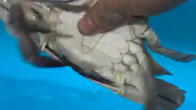 8a7c4723541fb11ce5e15628d55d4ad474f0557c.jpg@280w_158h_1c_100q.jpg