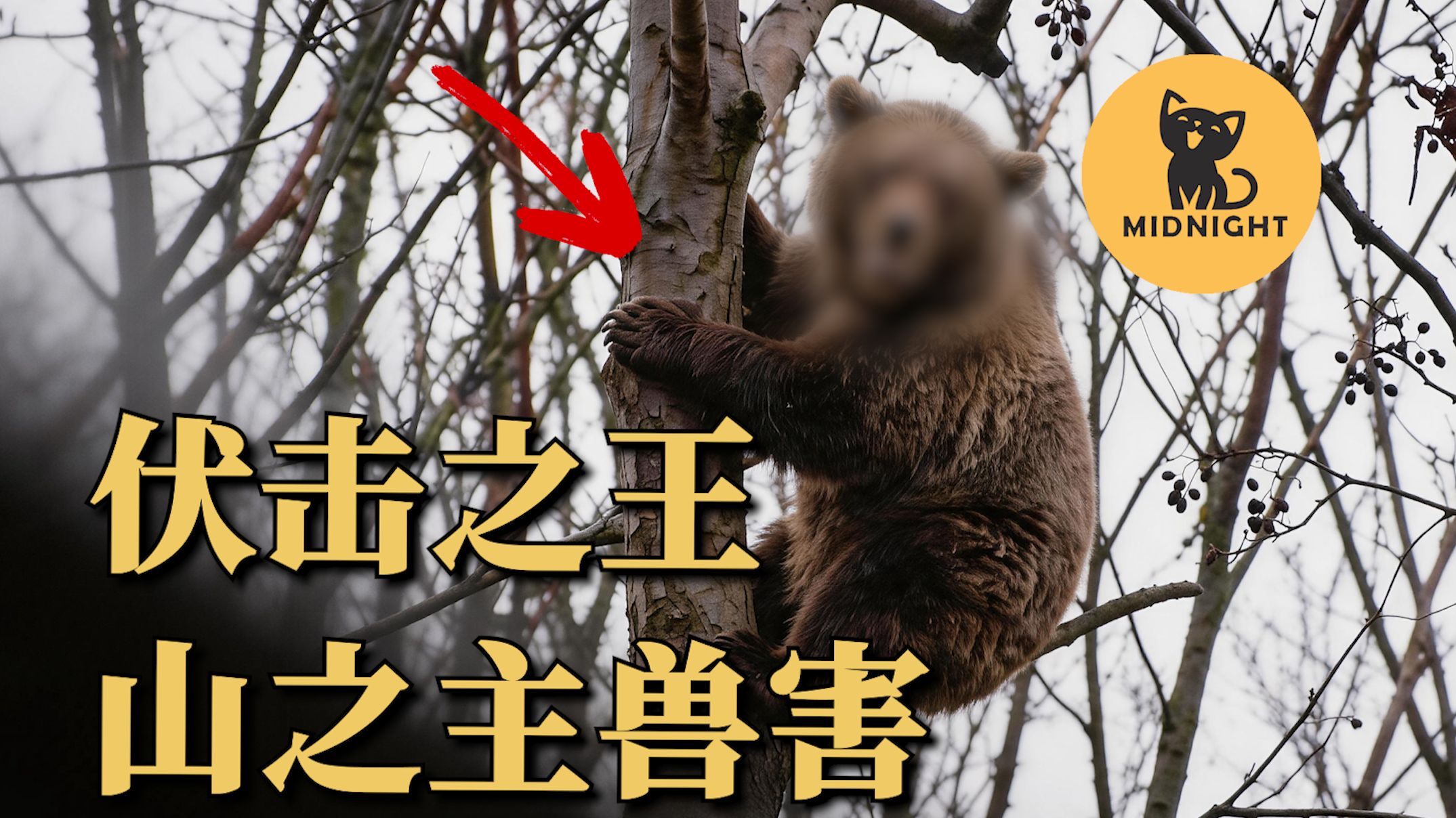 日本史上伤亡最大熊害？恐怖“山之主”事件