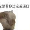 猫：我过的是什么苦日子