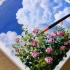 【丙烯画】【Wow Art】【中字】玫瑰和蓝天-日常挑战162