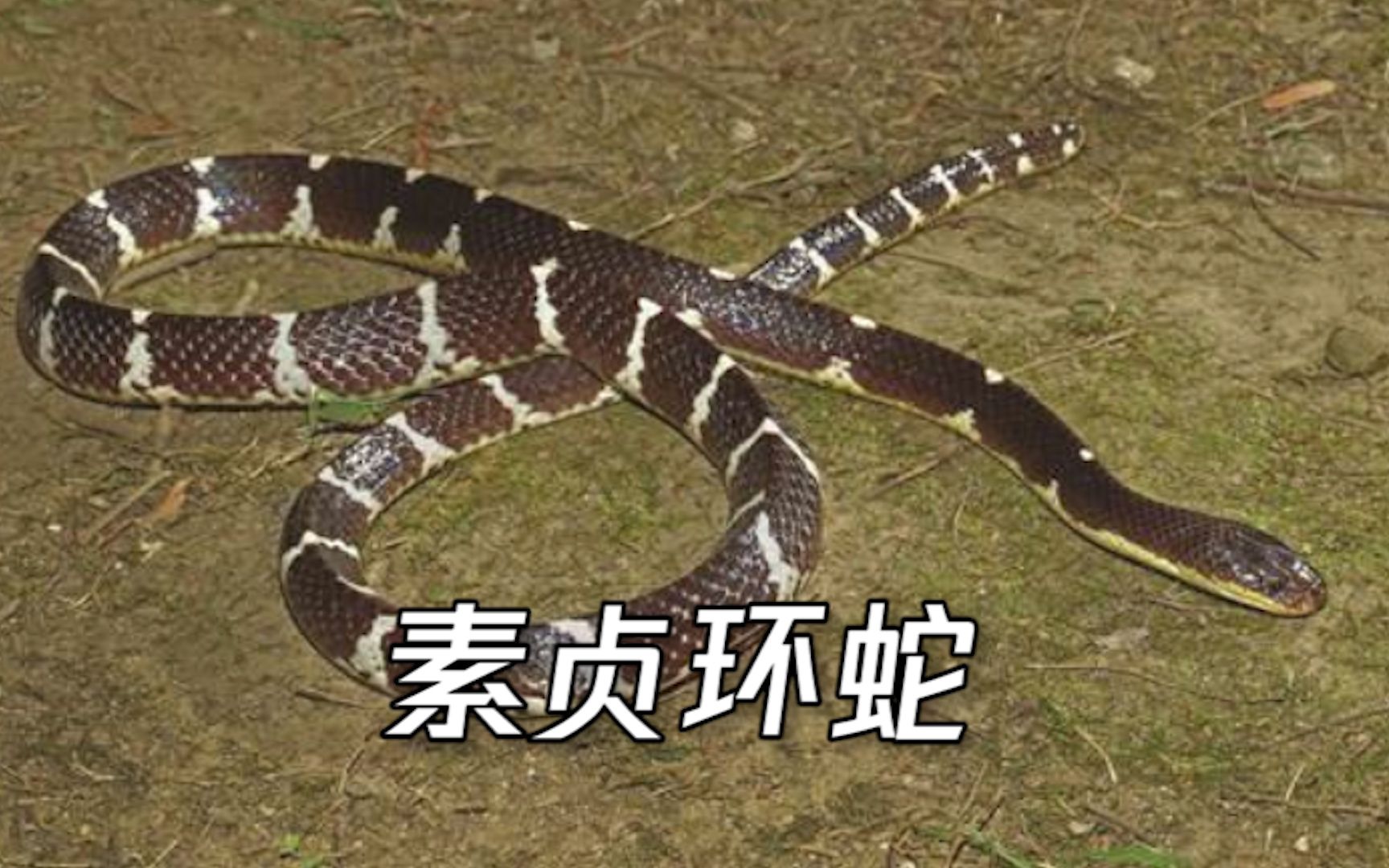以白素贞命名云南盈江发现剧毒蛇新种素贞环蛇