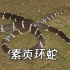 以“白素贞”命名！云南盈江发现剧毒蛇新种“素贞环蛇”