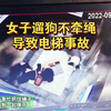 女子遛狗进电梯不牵绳，慌乱中发生事故