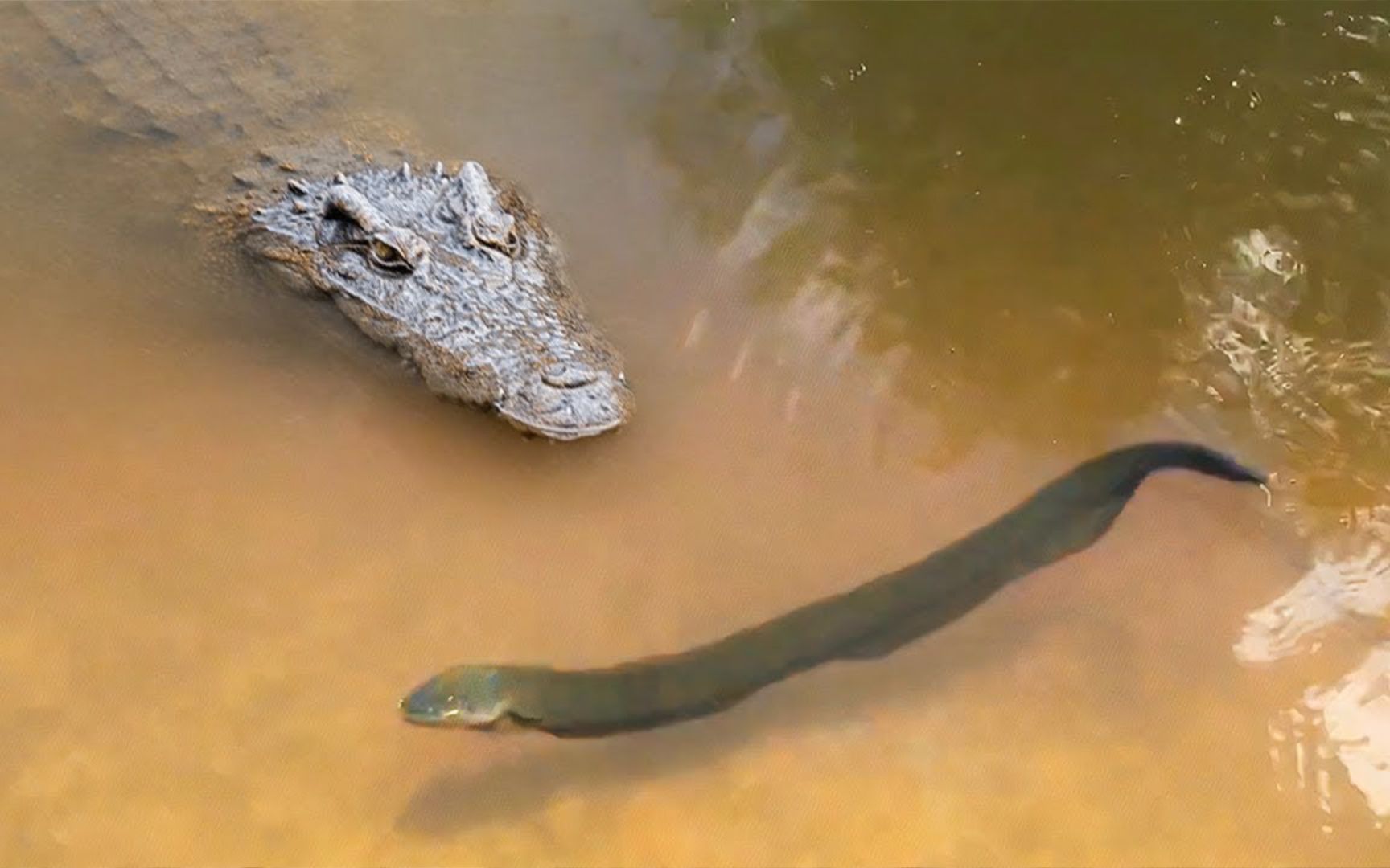 这大概是鳄鱼“最憋屈”的死法了，躺在岸边不停抽搐，几秒便送了命！