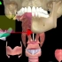 【医维度app】系统解剖学——咽、食管、胃