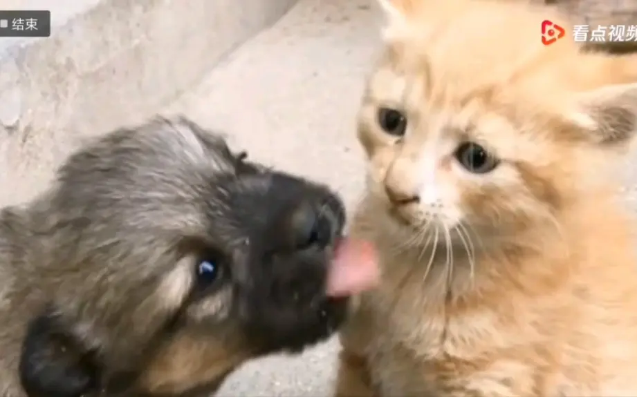 【舔狗】舔狗的下场！！！