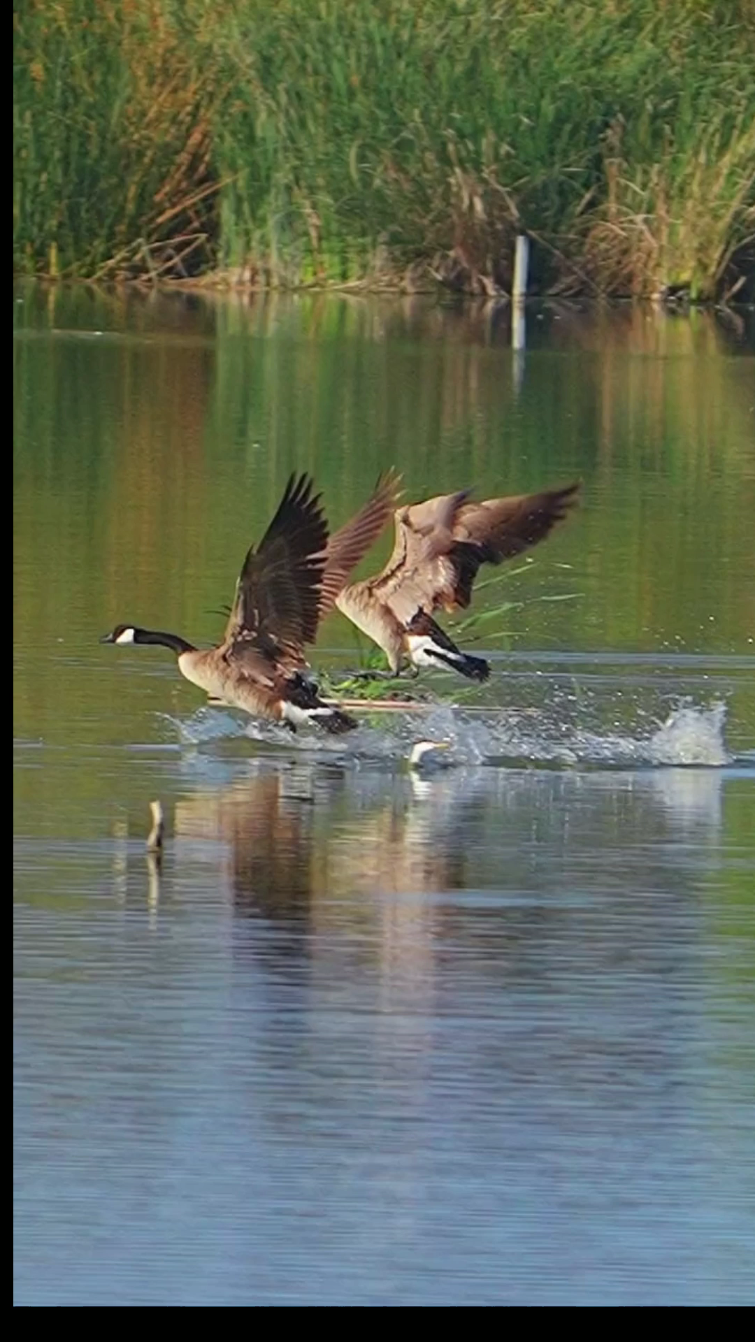 竖屏空镜素材（无水高清）45