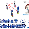 【一本正经讲生物】5.2染色体变异（1）：染色体结构变异