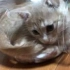 【猫】猫是液体之小喵咪钻进了透明小瓶子~【ひのき猫】-o(*≧▽≦)ツ