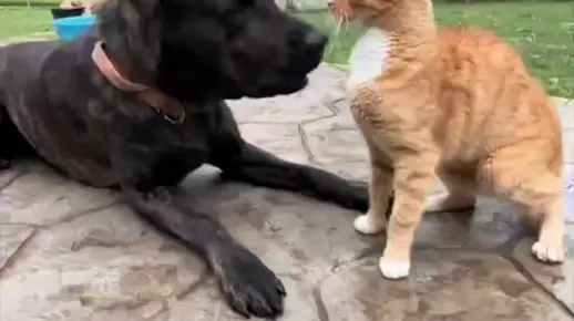 小猫每次试图越狱，爬到一半时就会被狗子扒拉下来。怪不得猫不爱和狗玩..