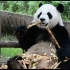【大熊猫喜兰】宝宝胖了也还是那个帅气的二爷