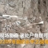 山西高平发现疑似长平之战尸骨坑：尸骨层厚度约0.6米