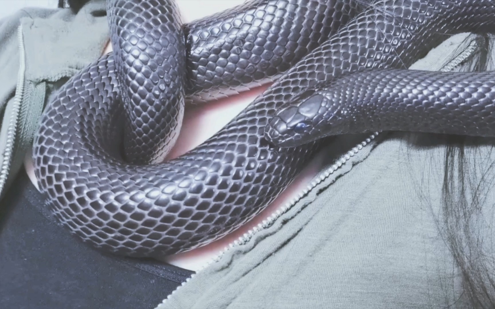 【黑王蛇】【柳墨】当我们拥有一致的体温时，是属于变温动物的浪漫。