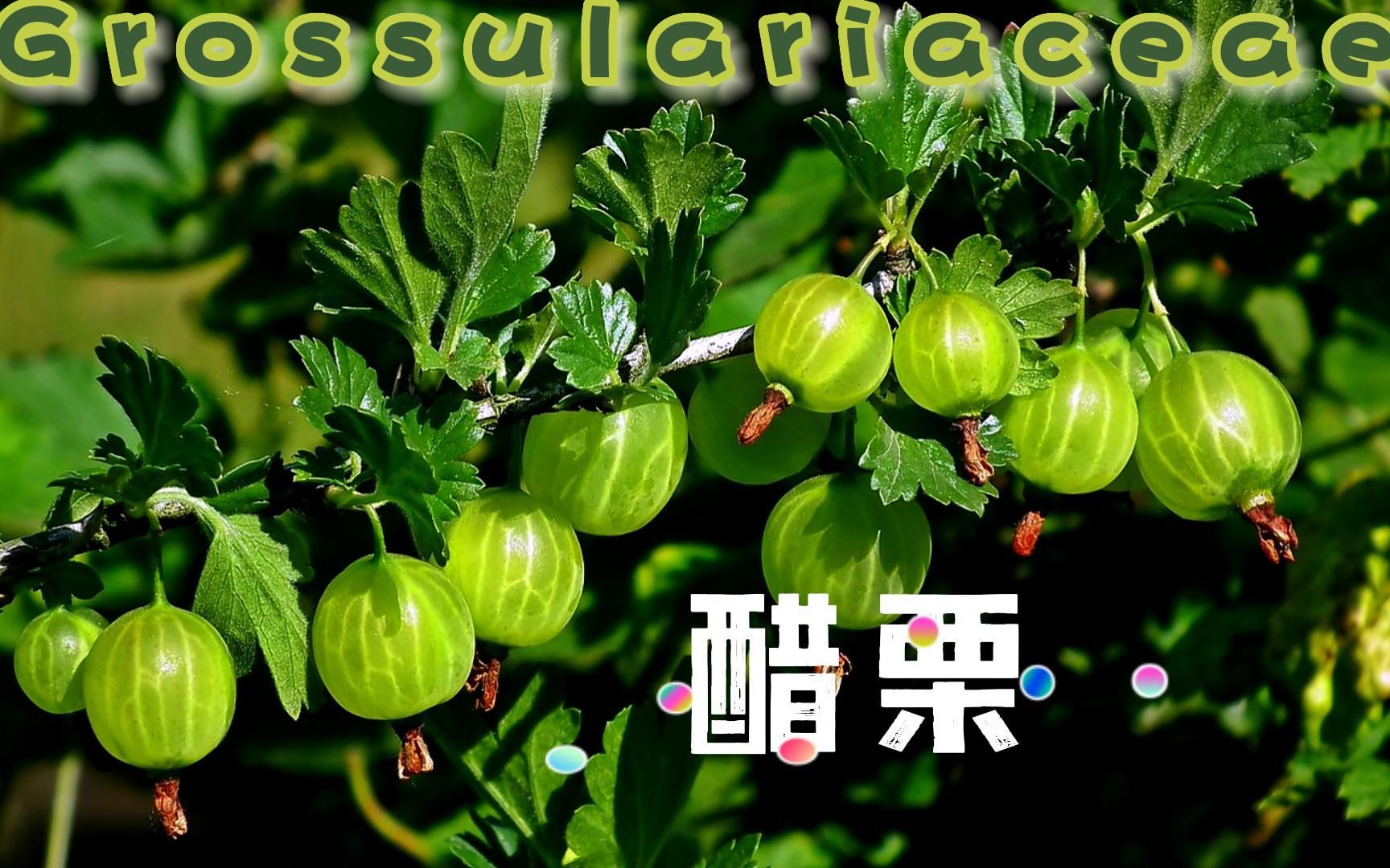 醋栗：植物王国中的璀璨宝石