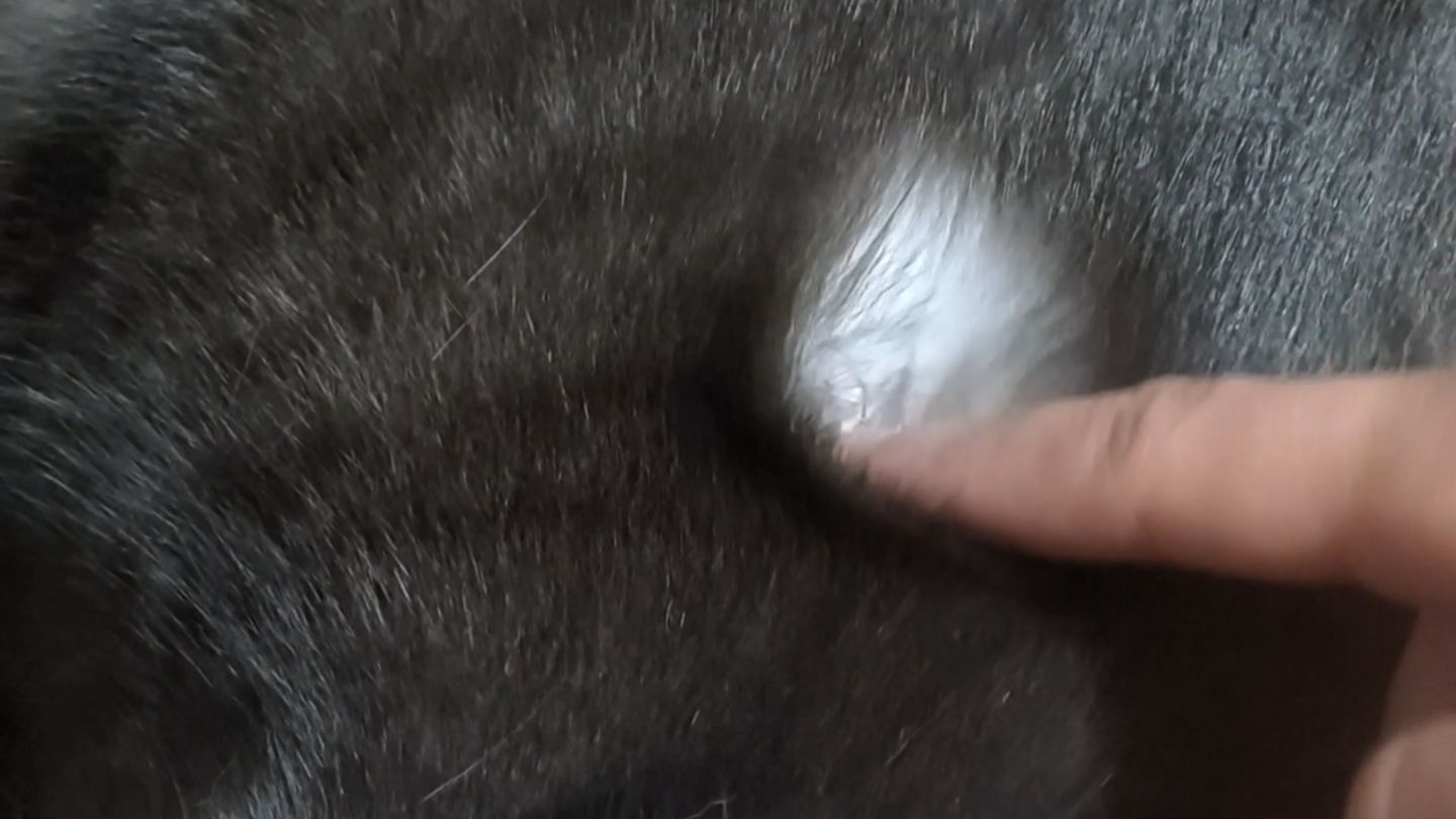 养了两年发现原来猫是假黑猫