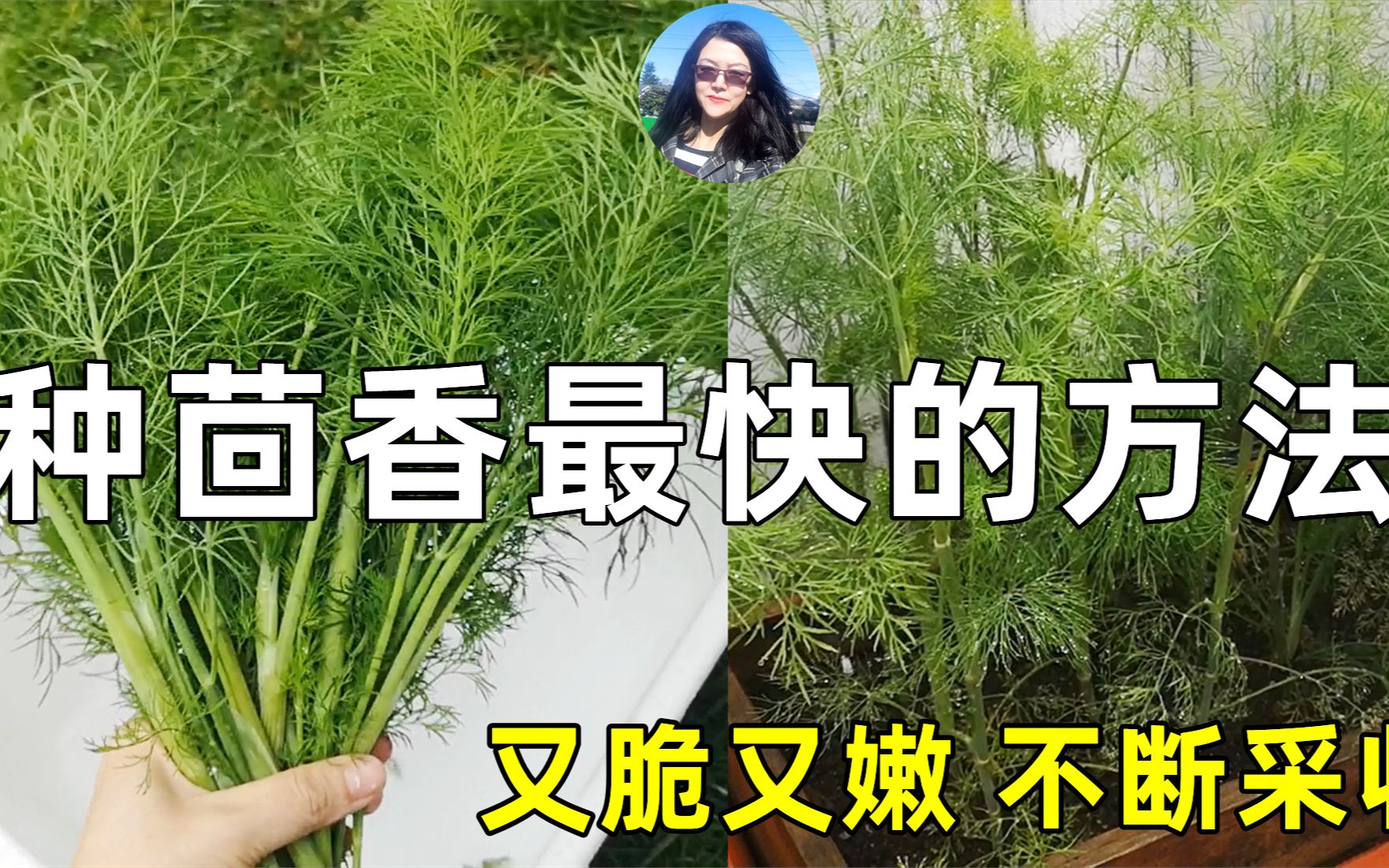 最快最好的种茴香方法, 不停采收, 香气扑鼻, 无虫害脆嫩, 全家人都喜欢