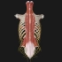 局部解剖学-脊柱区2（脊柱的解剖：脊髓的被膜、血管、硬膜外隙、骨纤维管、椎管的内容及层次等）