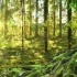 视频素材丨(26)梦幻童话森林