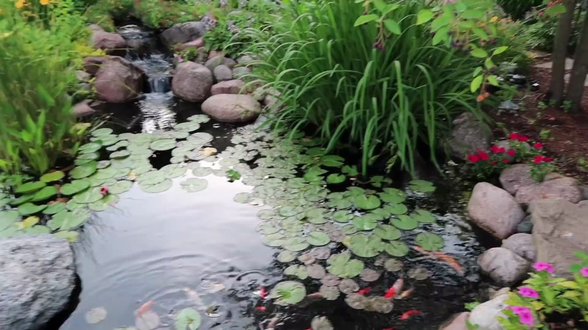 使用湿地过滤系统升级本来就很漂亮的花园池塘！