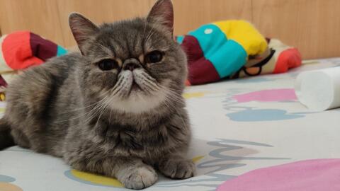 8b3759ca609aa1b2ff9e44d2f1ca49130958020c.jpg@480w_270h_1c