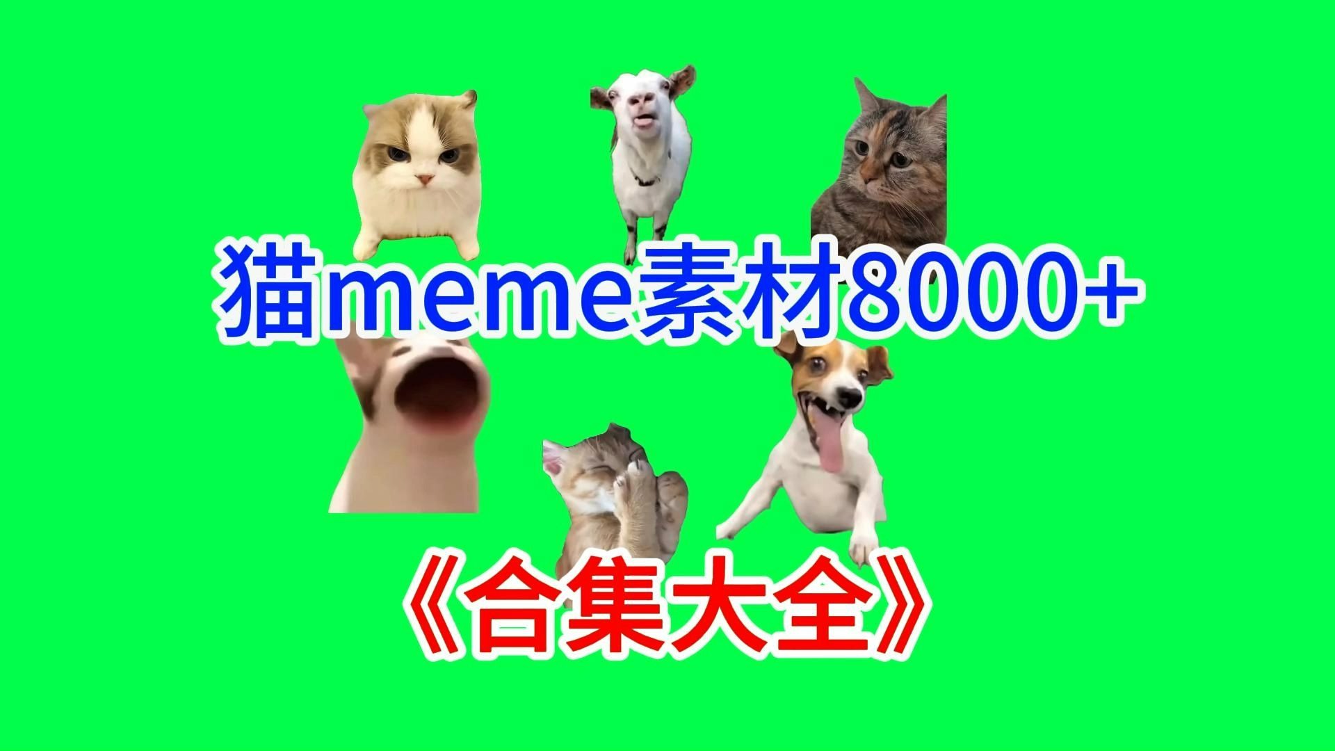猫meme绿幕素材完整分享~，猫meme素材整合分享，合集分享！