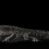 3D风扇三维动画3D动画全息投影仪LED屏专用素材——鳄鱼