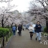 【4K漫步雨雪】☔雨之樱-小雨漫步上野公园 2023年3月