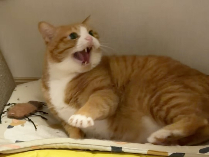 一直抱猫直到它生气