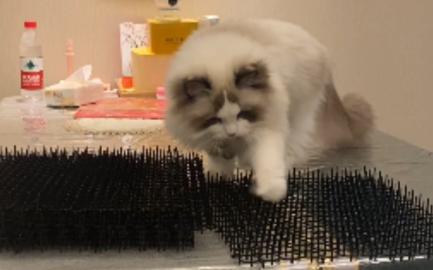 防猫刺钉究竟防不防猫？测评一