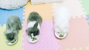 吃蜗牛的视频 8ba18e24a80ef4e93b36f86e41258bc04b3963a8.jpg@310w_174h_1c_100q.jpg