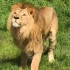 狮子“阿斯兰”学习处理狮王事务！